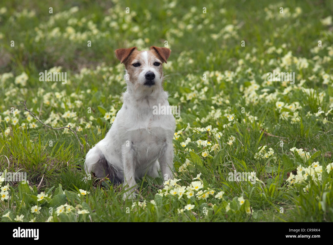 Jack Russell Terrier in spring primroses Stock Photo