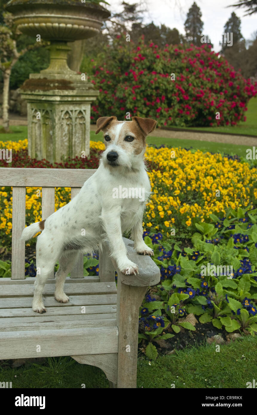 Jack Russell Terrier on garden seat Stock Photo