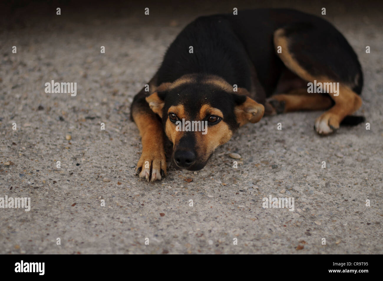 Dog Stock Photo