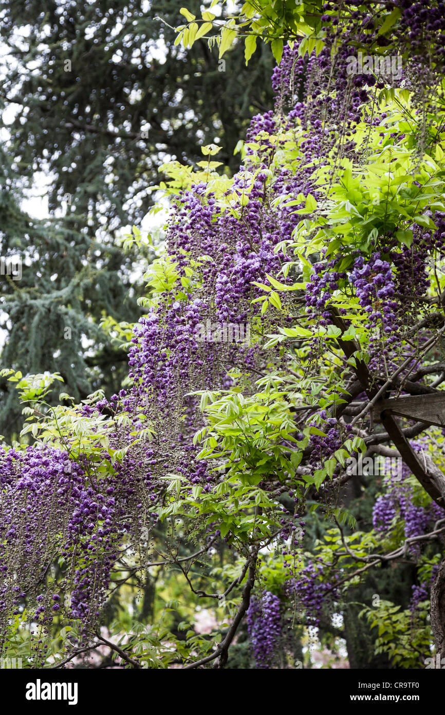 Japanese Wisteria in full bloom in The Brooklyn Botanic Garden, NYC
