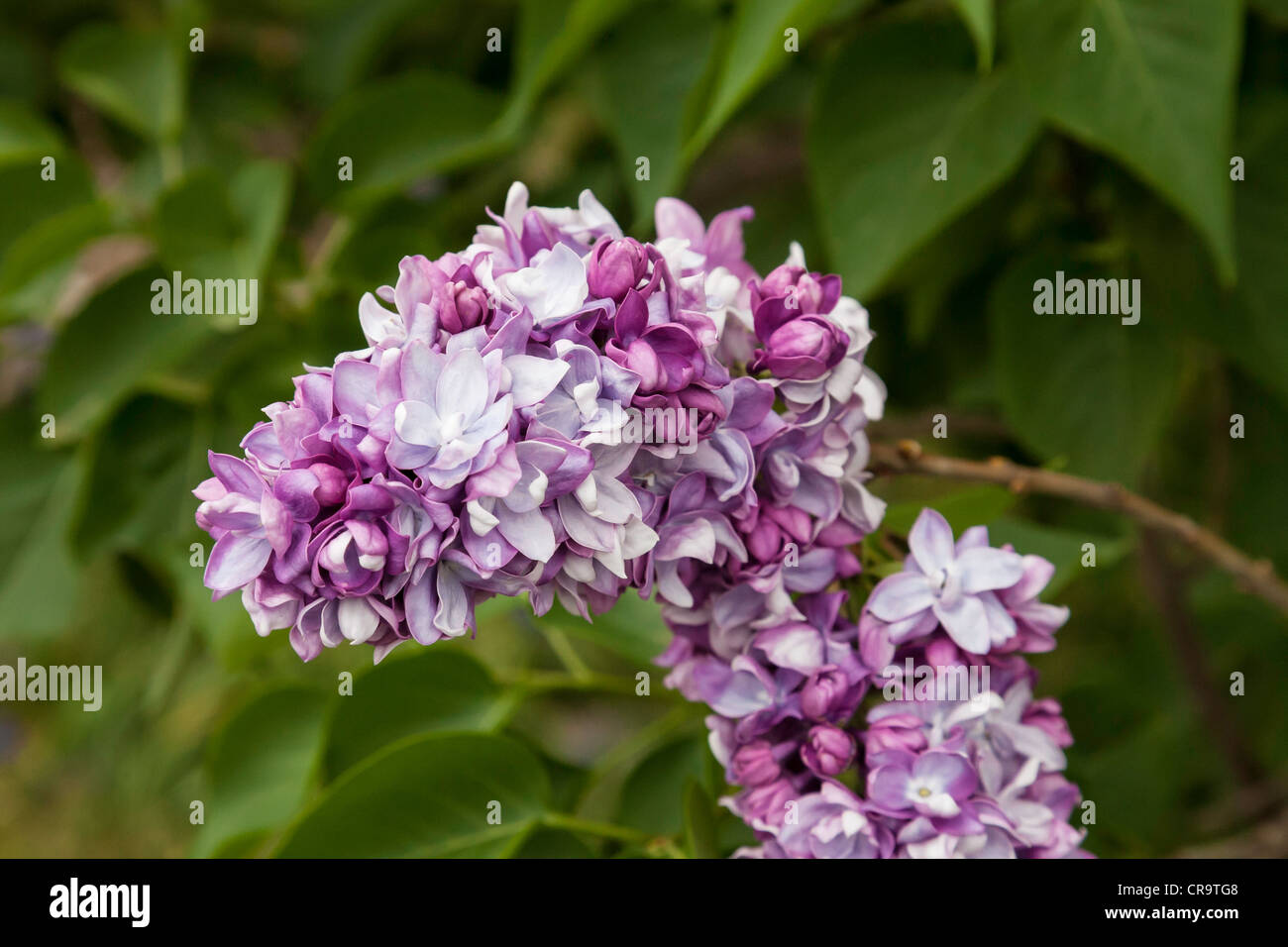 Lilacs in The Brooklyn Botanic Garden, NYC, USA Stock Photo