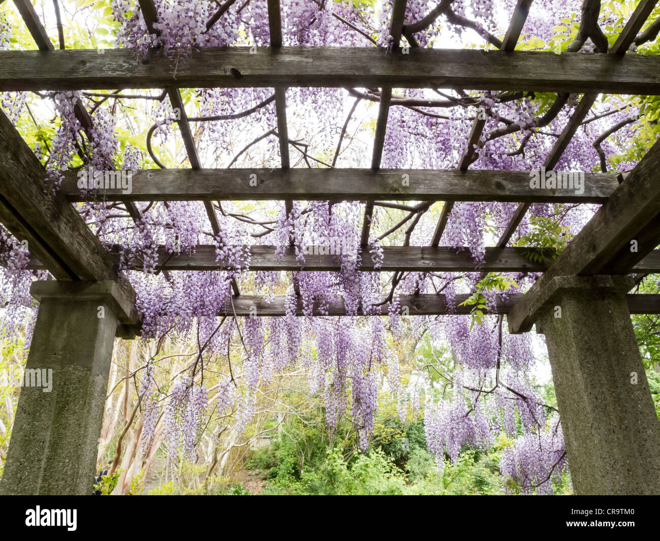 Trellises of Japanese Wisteria in full bloom line a path in The