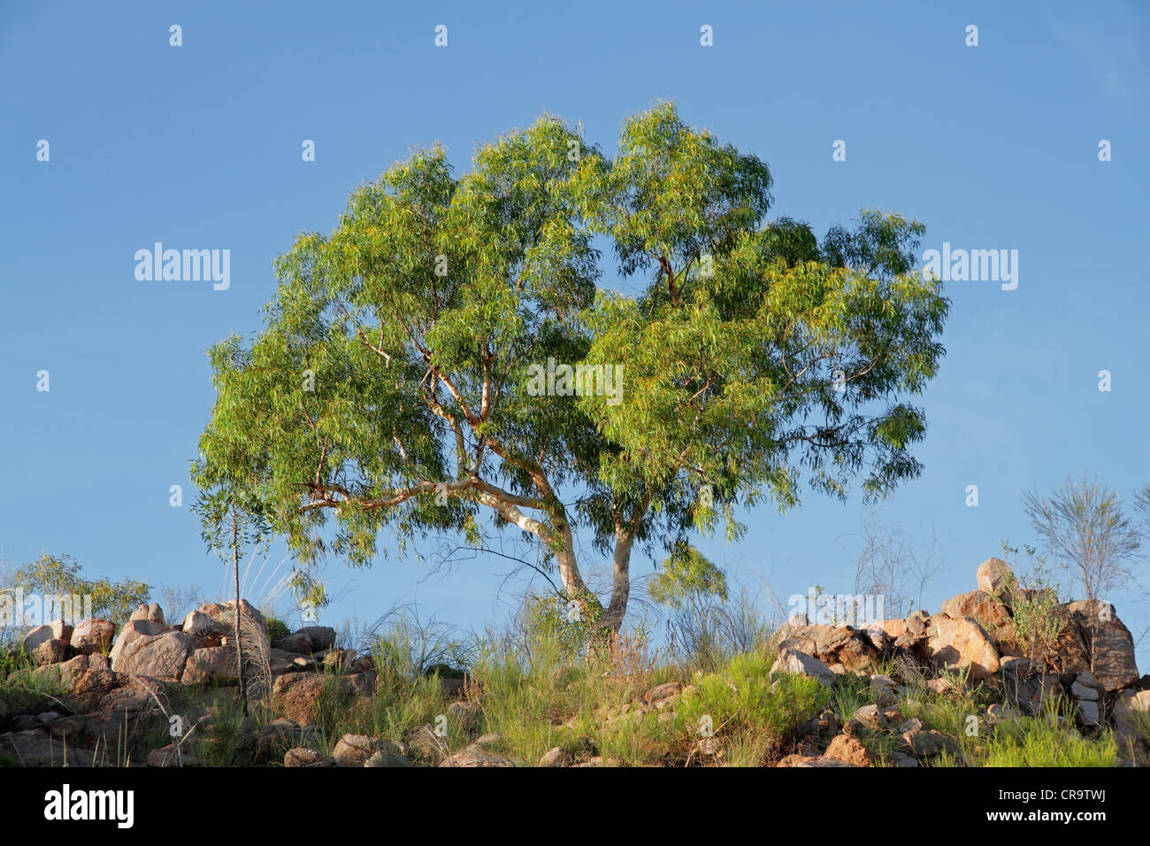 Australian eucalyptus tree against a blue sky Stock Photo