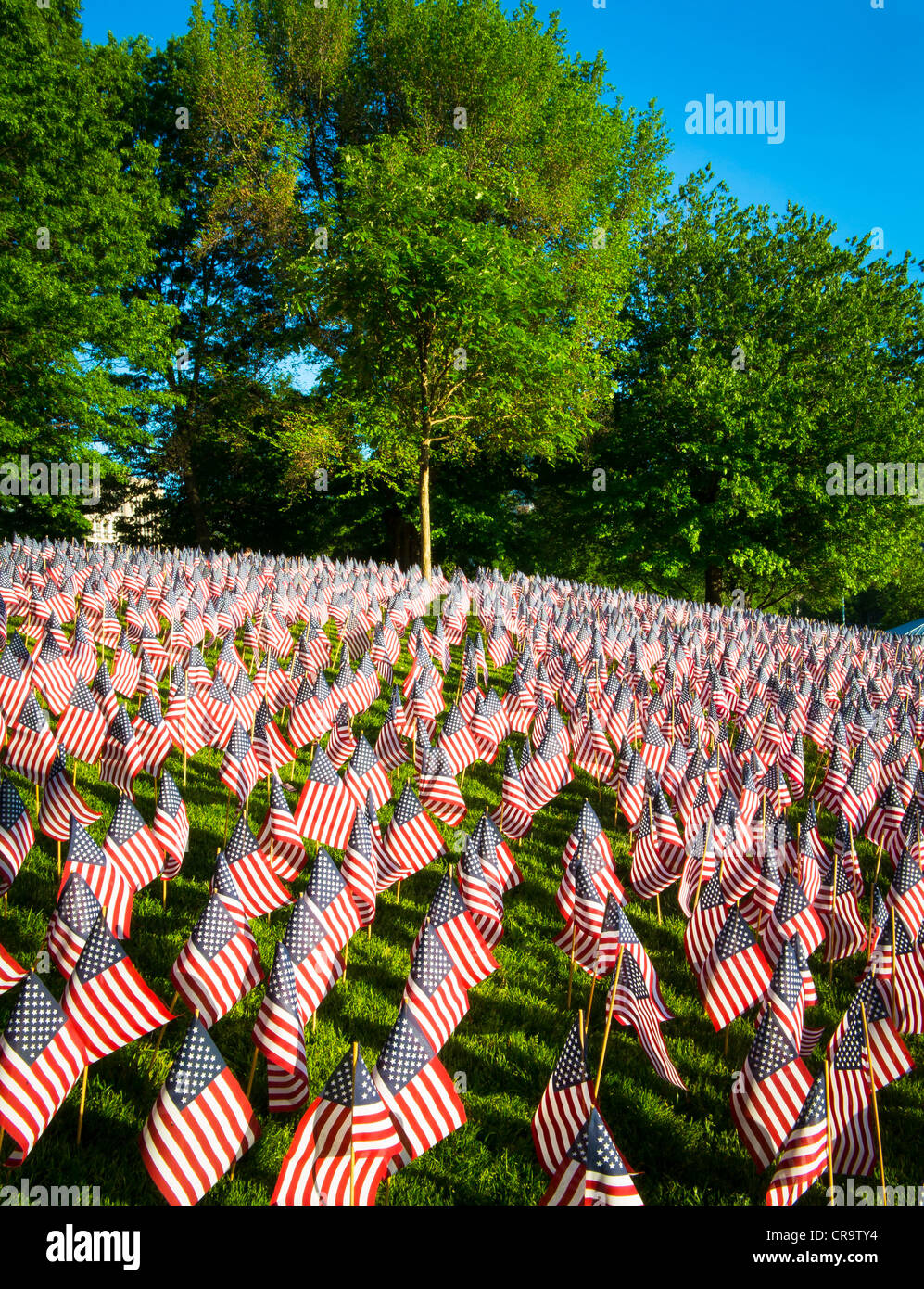 Flags on Memorial Day in Boston Commons Stock Photo Alamy