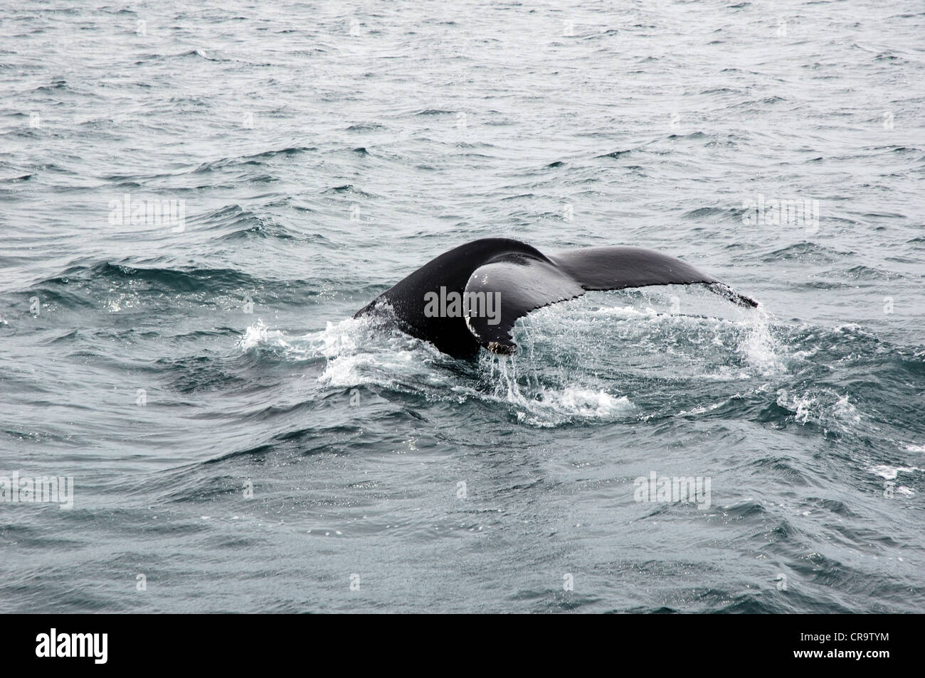 Humpback whale fluke, Húsavík, Iceland Stock Photo - Alamy