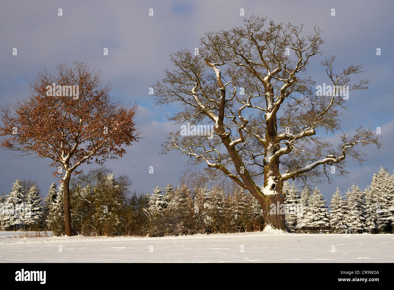 Old oak tree in winter Stock Photo