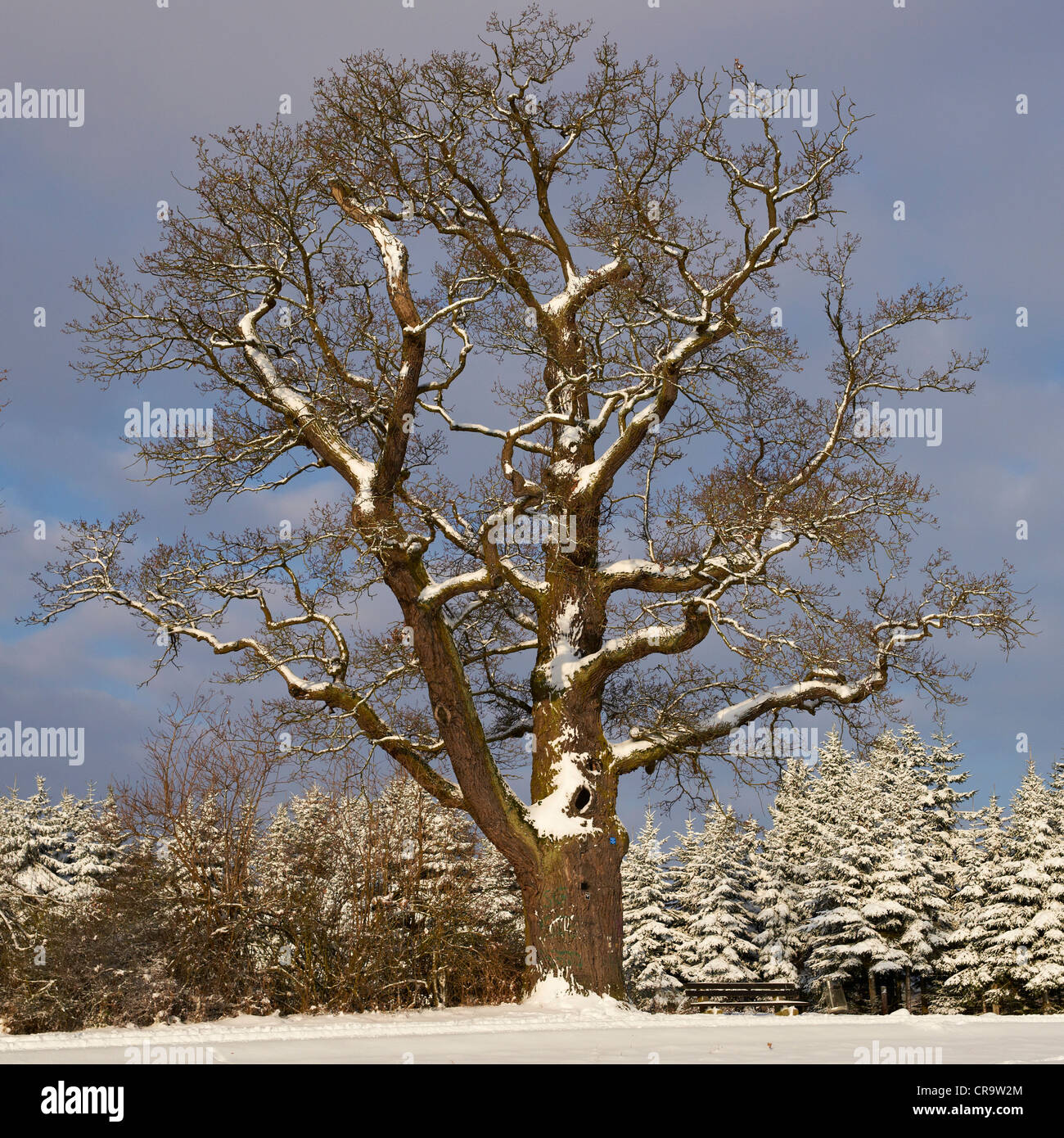 Old oak tree in winter Stock Photo Alamy