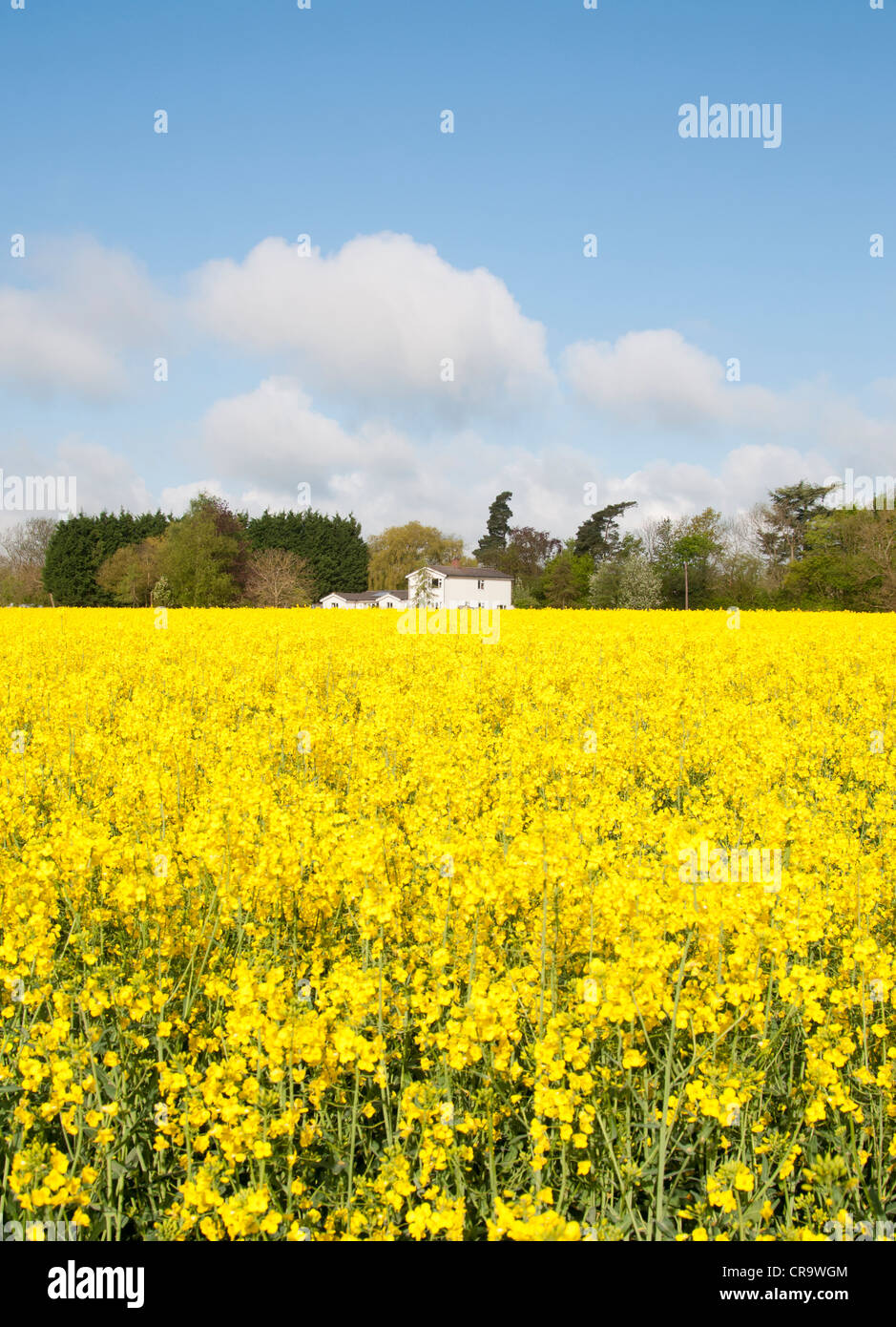House amongst a field of oil seed rape Stock Photo - Alamy