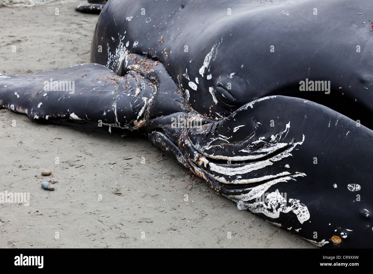 Juvenile Humpback whale washes ashore and died in White Rock BC Canada, June 12, 2012 Stock Photo
