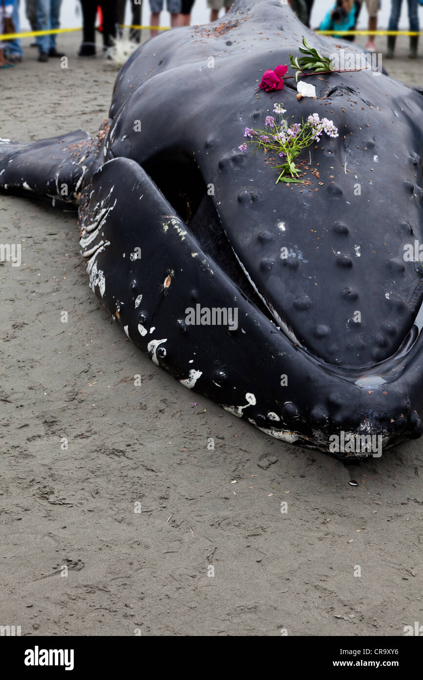 Juvenile Humpback whale washes ashore and died in White Rock BC Canada, June 12, 2012 Stock Photo