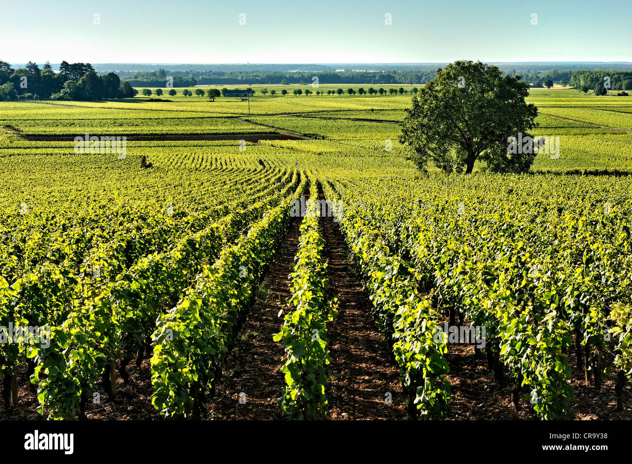 Burgundy vineyards, France. Stock Photo