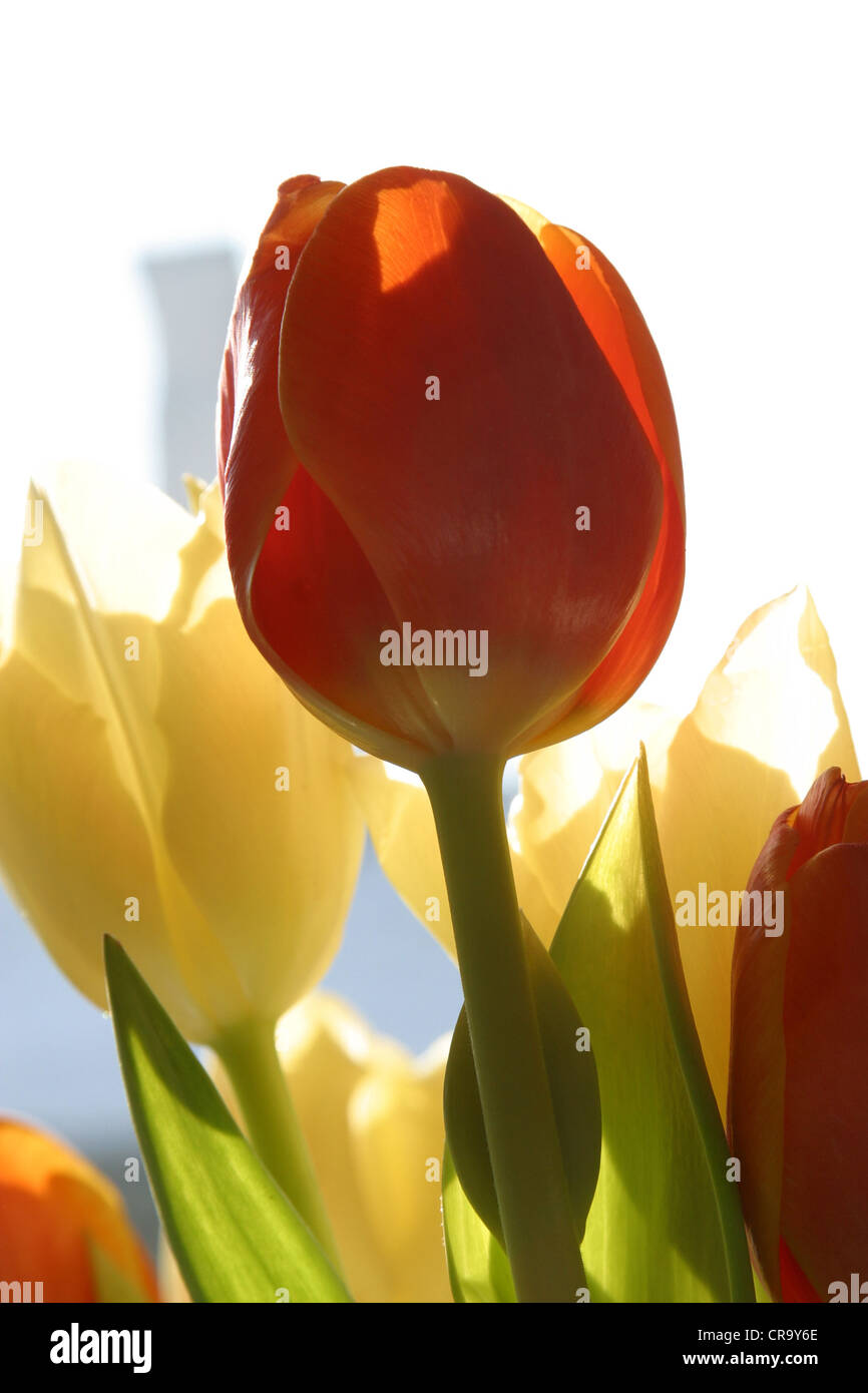 Tulips in full bloom Stock Photo - Alamy