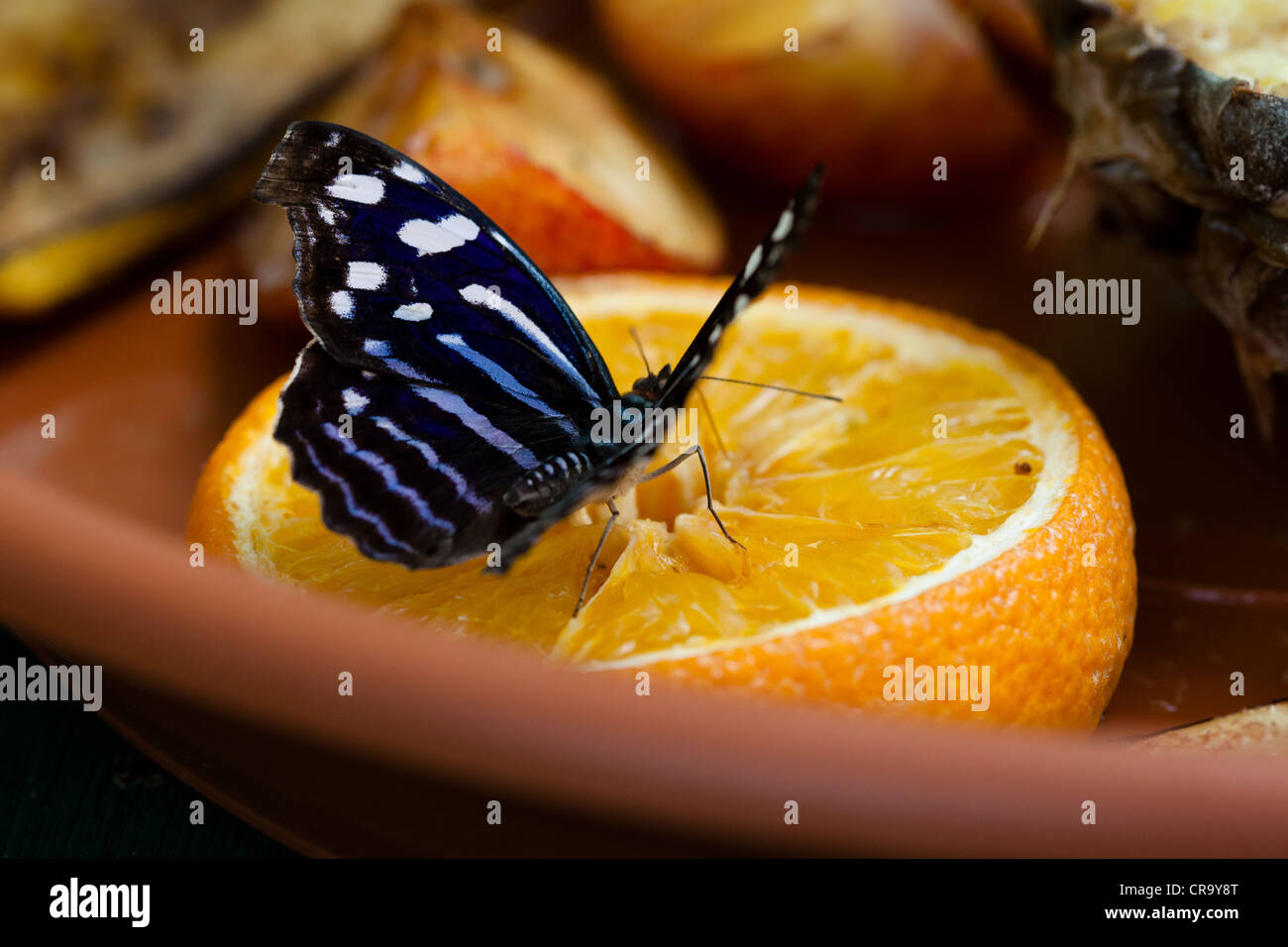 Butterfly orange fruit hires stock photography and images Alamy