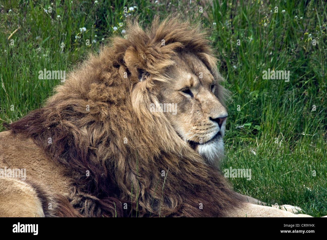 King of the Jungle Stock Photo