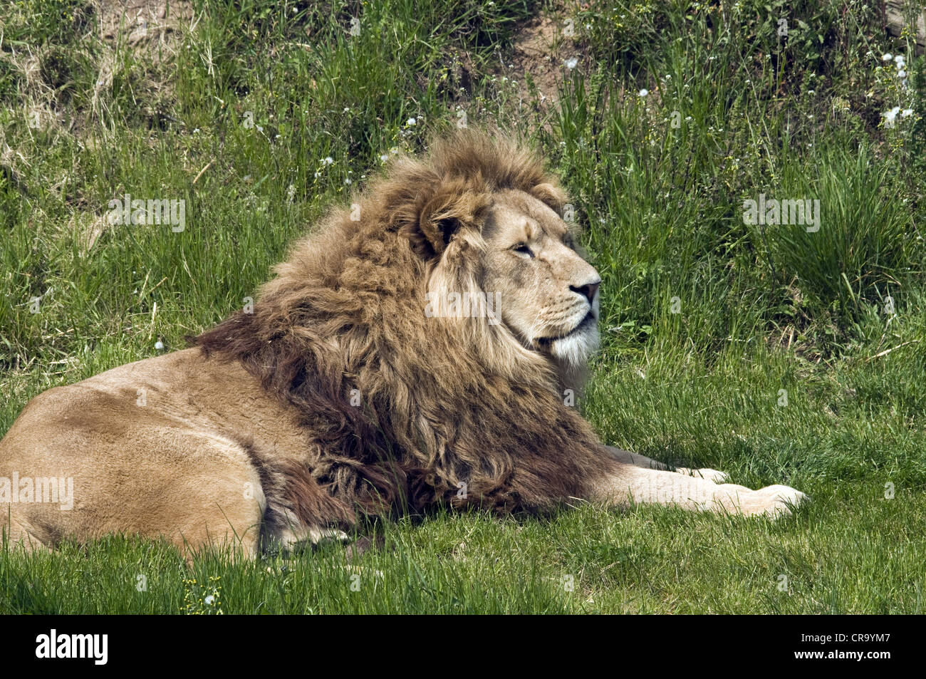 Lord of the jungle hi-res stock photography and images - Alamy