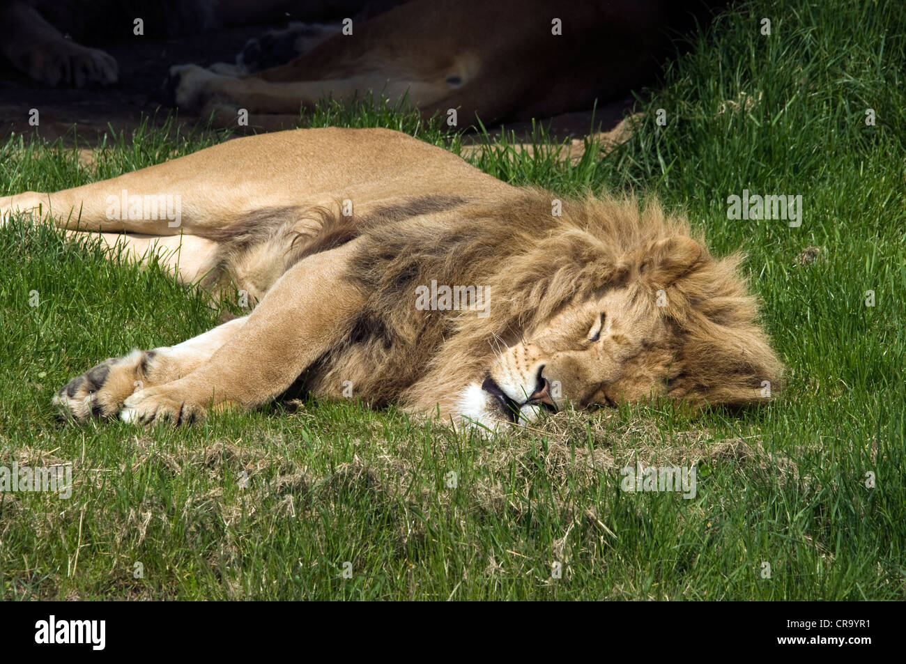sleeping Lion Stock Photo