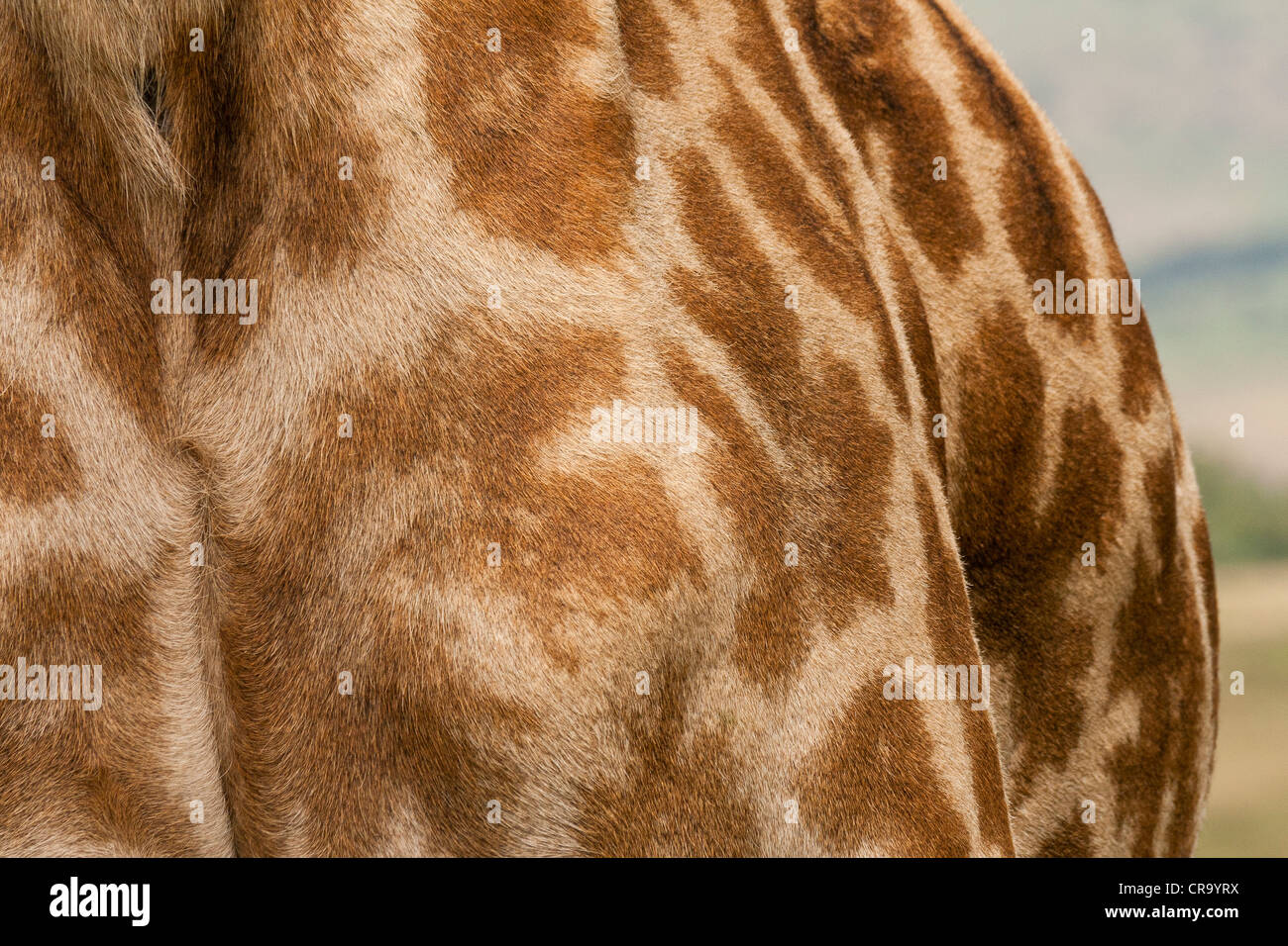 Close-up of a Masai Giraffe's shoulder on the Masai Mara National Reserve, Kenya, East Africa, Africa. Stock Photo