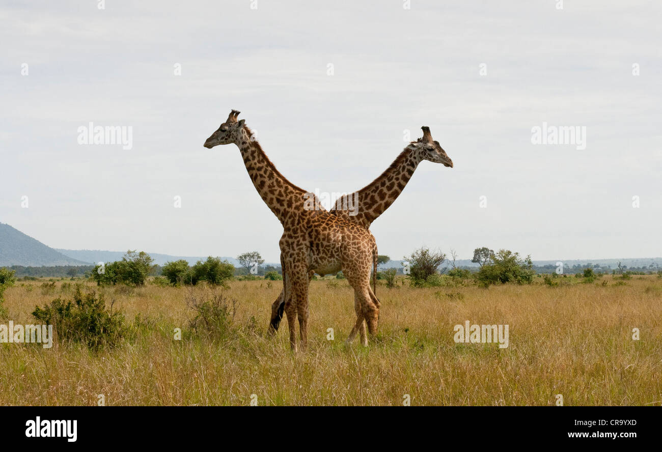 Two headed, Crossed Necked, Masai Giraffes on the Masai Mara National Reserve, Kenya, East Africa, Africa. Stock Photo