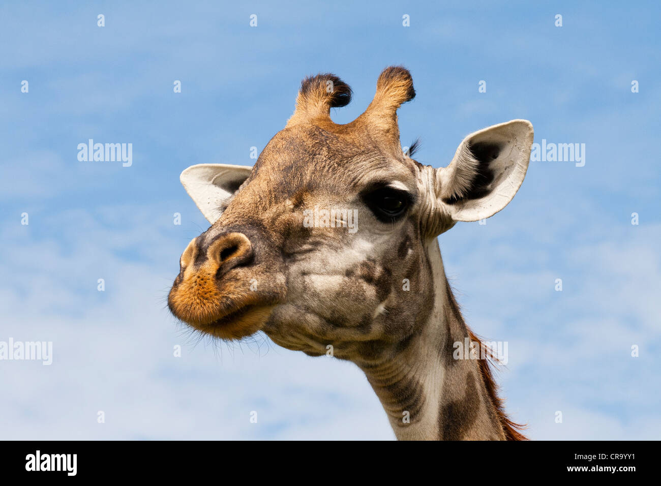 Close-up of a Masai Giraffes Head on the Masai Mara National Reserve, Kenya, East Africa, Africa. Stock Photo