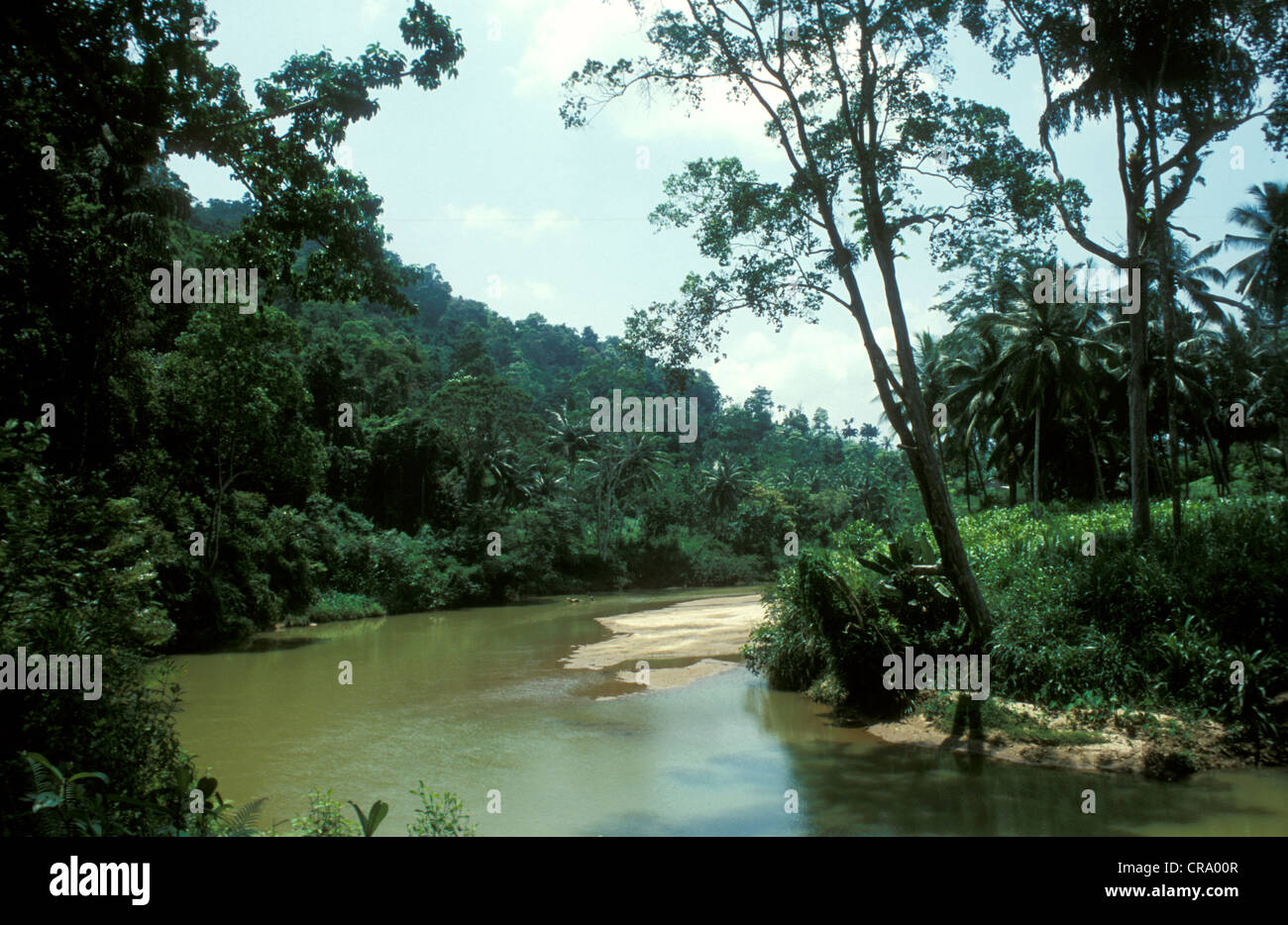 Rainforest in Sinharaja Forest Reserve, Sri