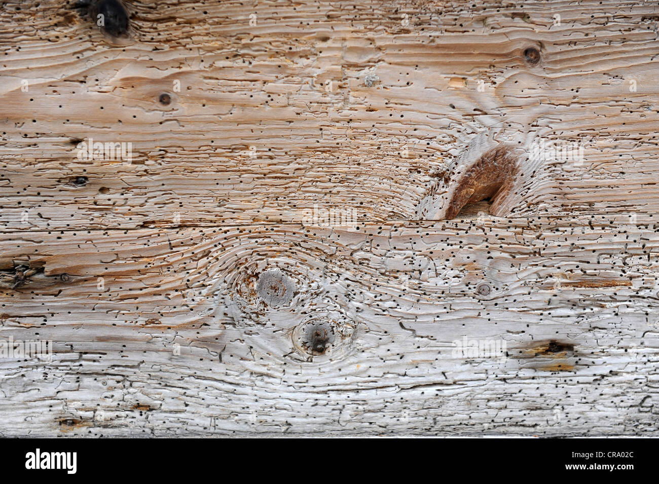 Woodworm holes on old wood Stock Photo Alamy