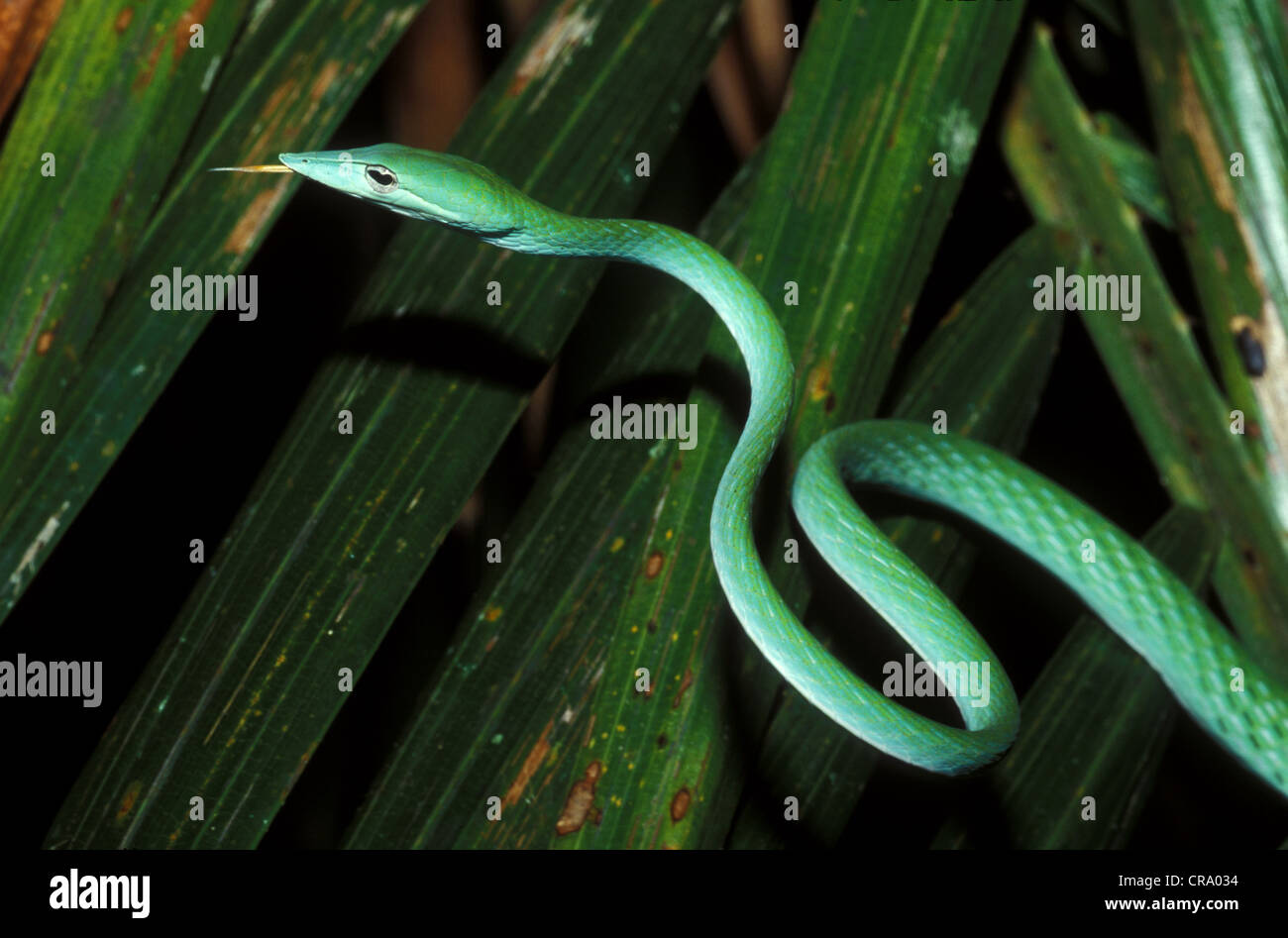 Green vine snake, Ahaetulla nasuta, Sri Lanka Stock Photo