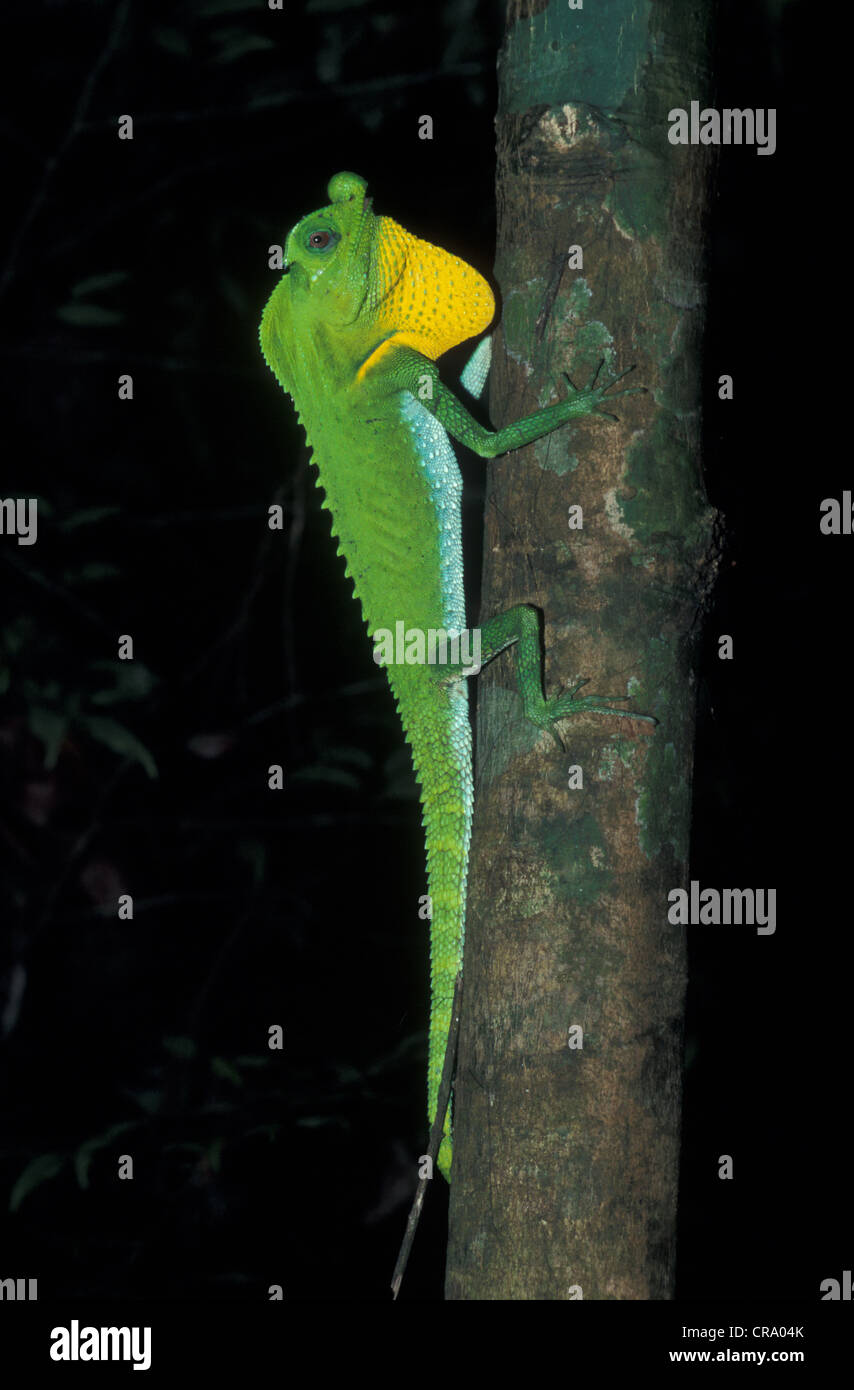 Hump Nosed Agama (Lyriocephalus scutatus), Sri Lanka Stock Photo