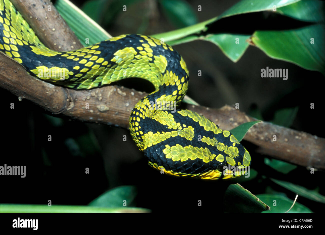 Sri Lankan Green Pit Viper Trimeresurus Trigonocephalus Sri Lanka