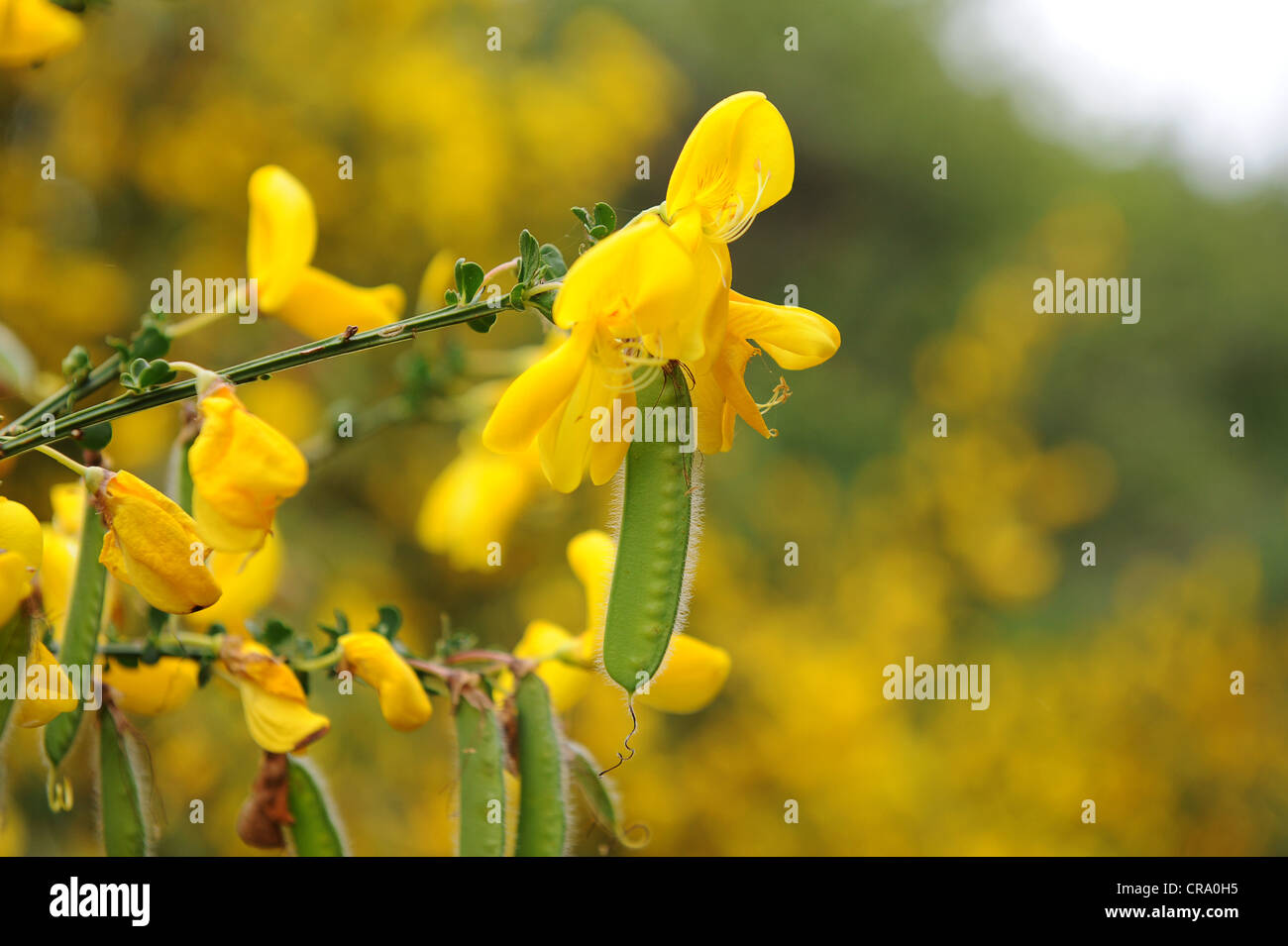 Broom Flower High Resolution Stock Photography and Images Alamy