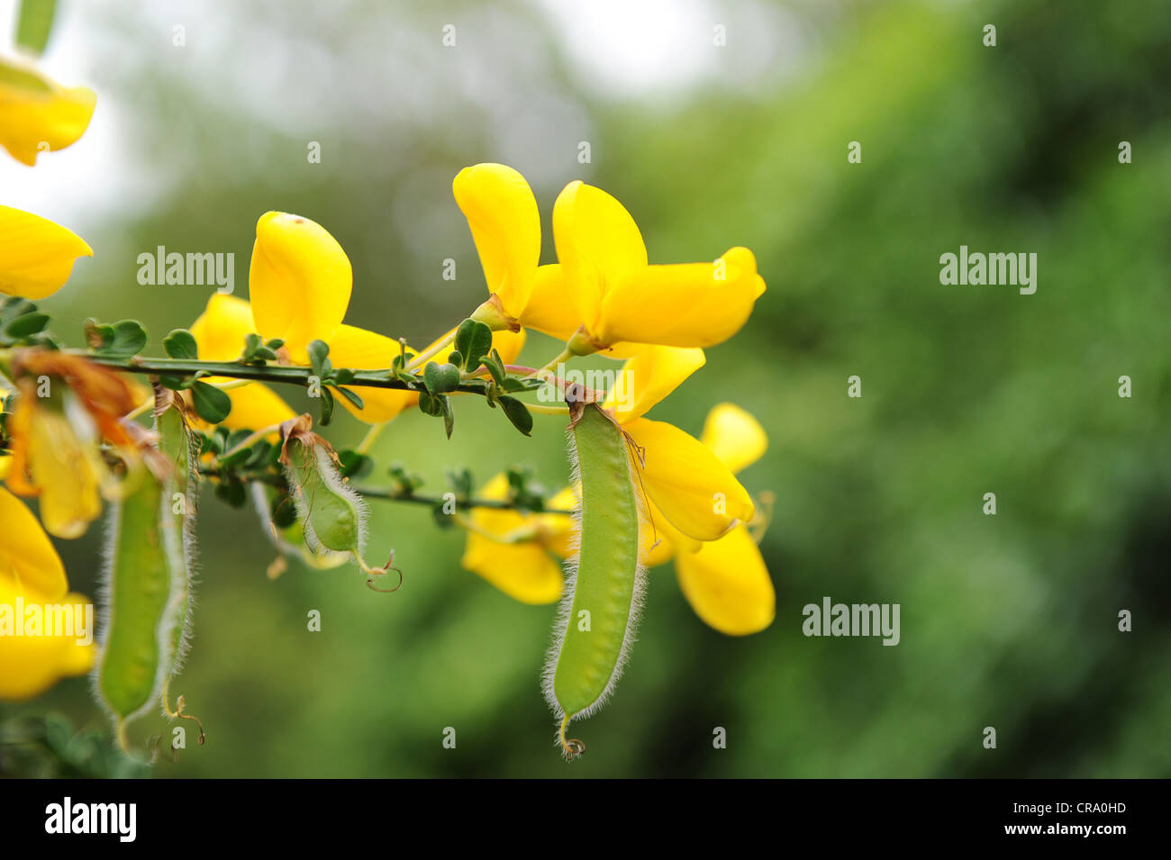 Broom Flower High Resolution Stock Photography and Images - Alamy