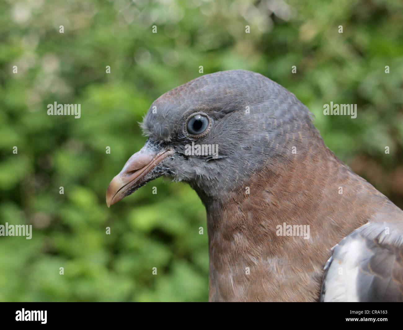 Juvenile Wood Pigeon High Resolution Stock Photography And Images Alamy