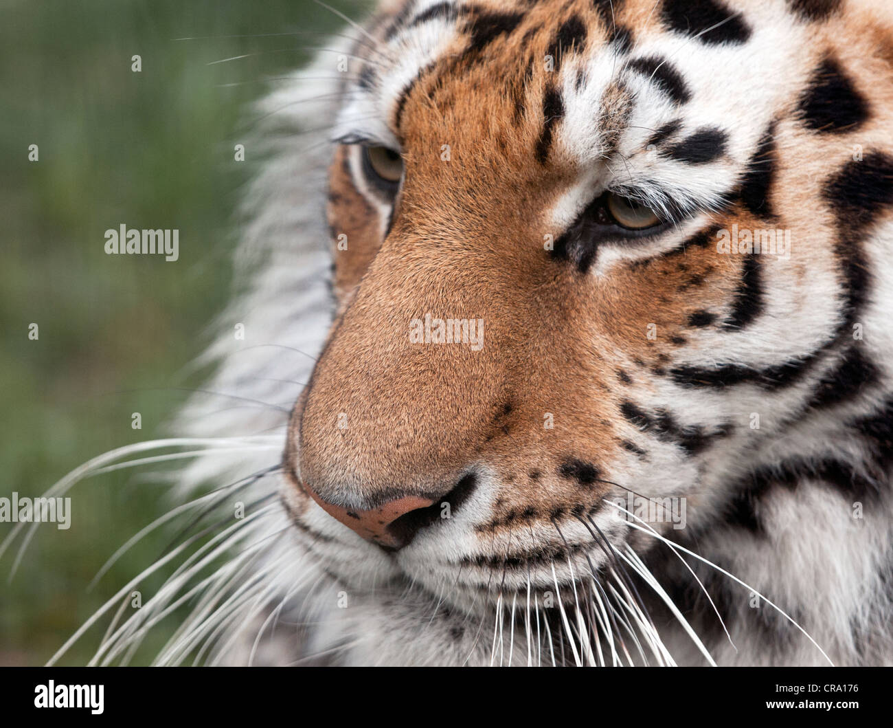 Female Amur tiger (extreme close-up Stock Photo - Alamy