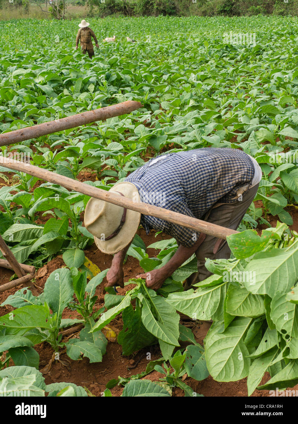 japan tobacco international ceo Dangerous precedent for the entire tobacco and food industry