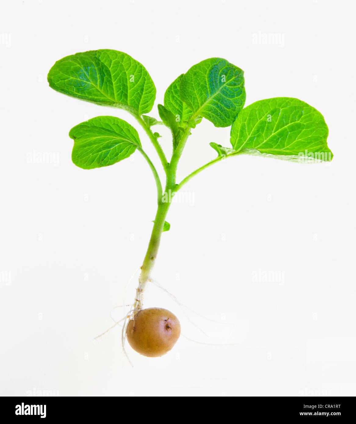 Potato plant sprouting from a potato on a white background Stock Photo