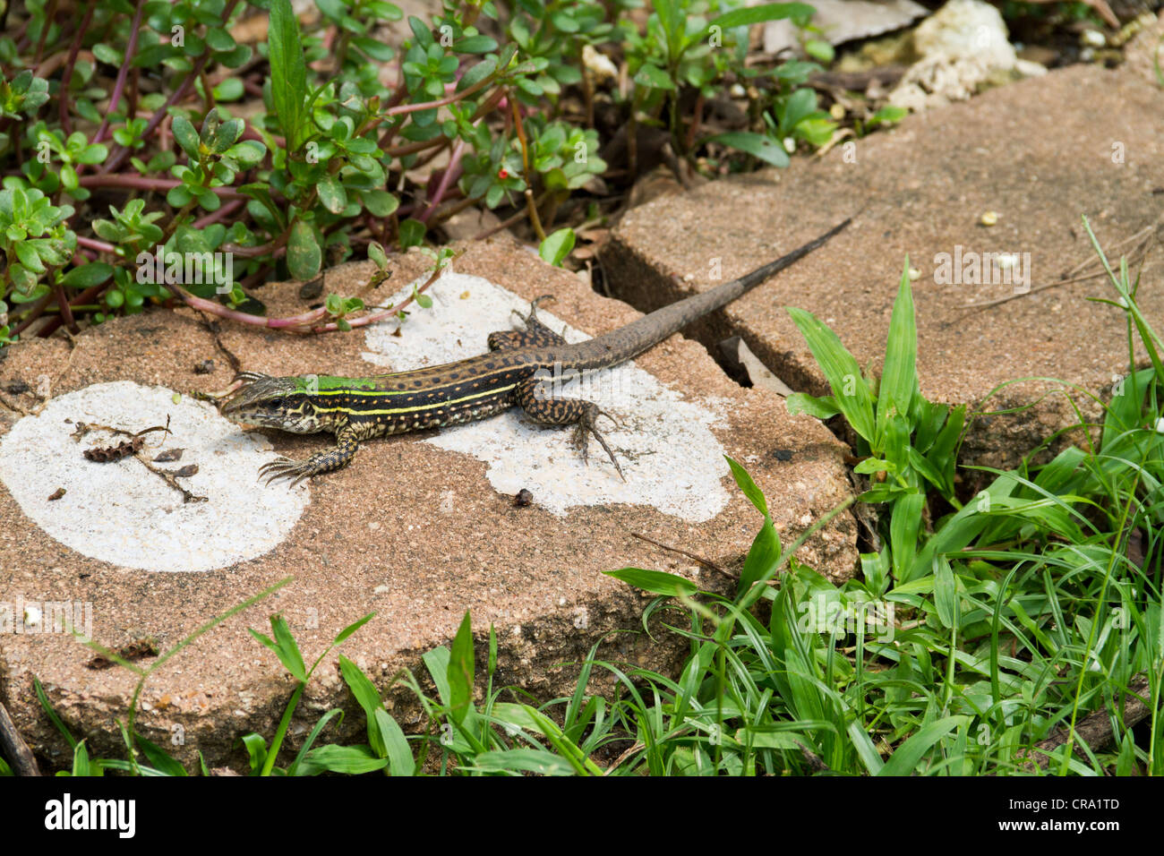 Ameiva sp. Summit gardens, Gamboa, Republic of Panama, Central America