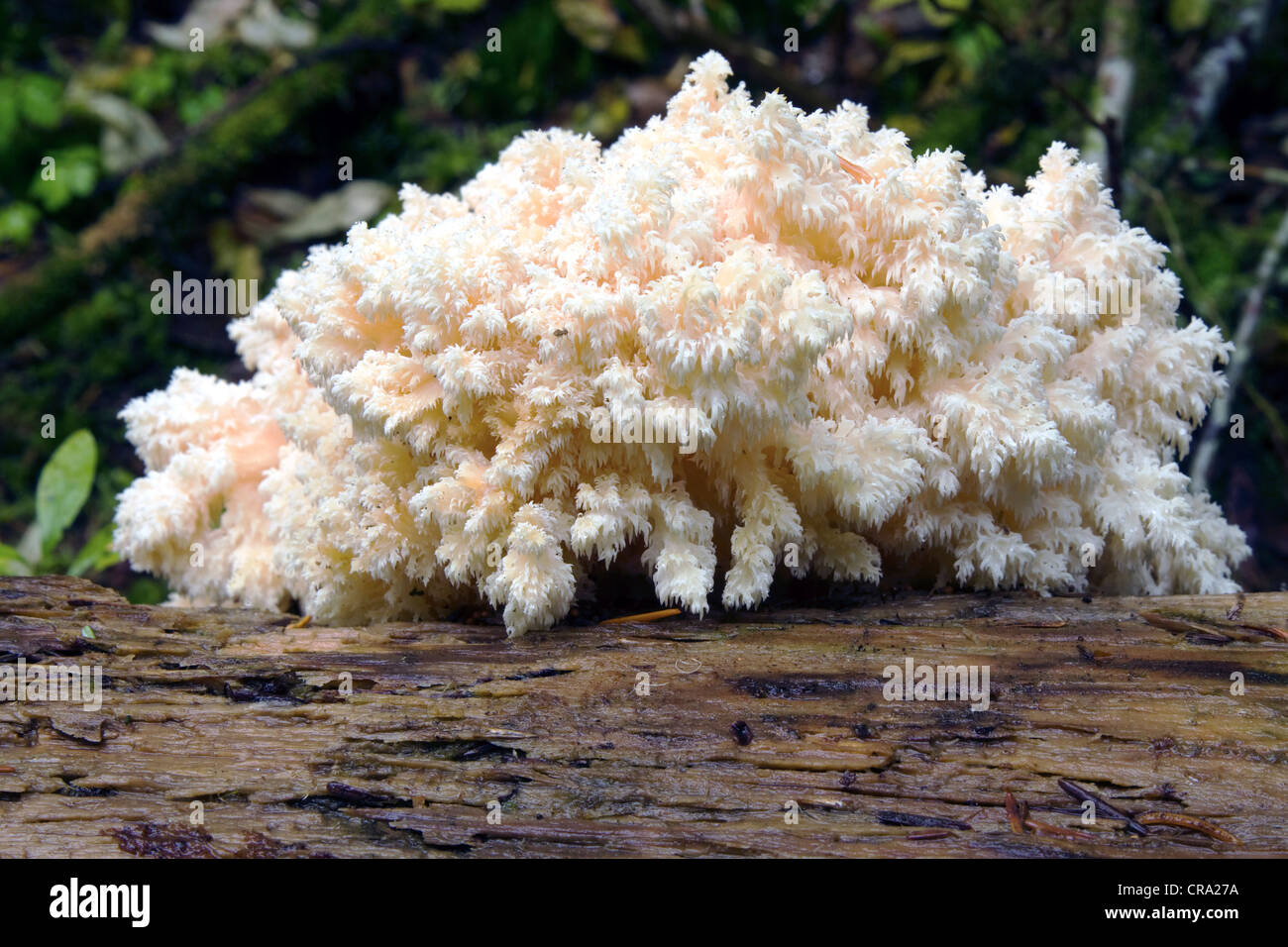 Wild Edible Mushroom Stock Photo