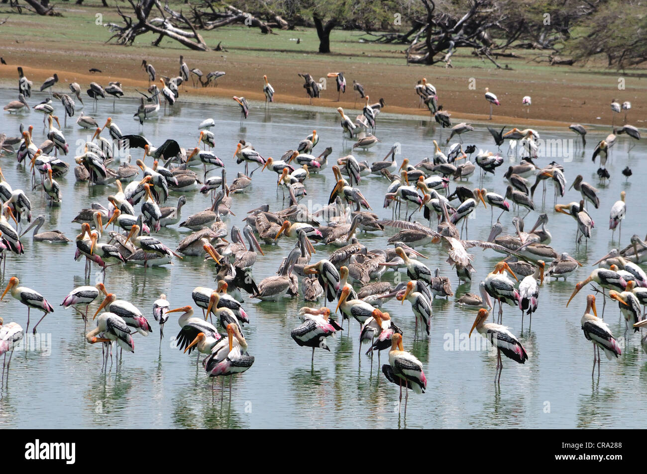 Herony of Painted Storks in Koonthankulam Bird Sanctuary in India Stock Photo