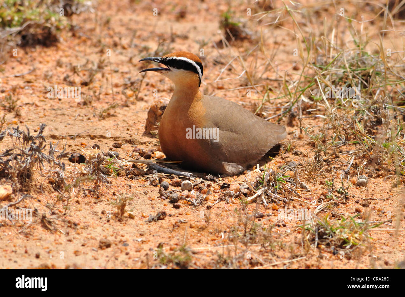 Ground nesting of Indian Courser Stock Photo