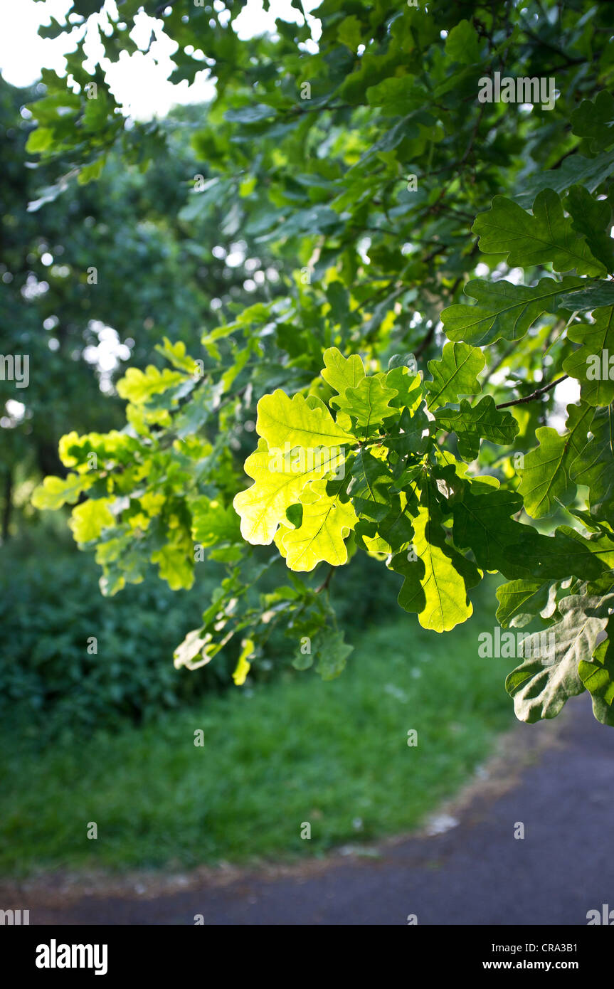 Oak tree leaf leaves hi-res stock photography and images - Alamy