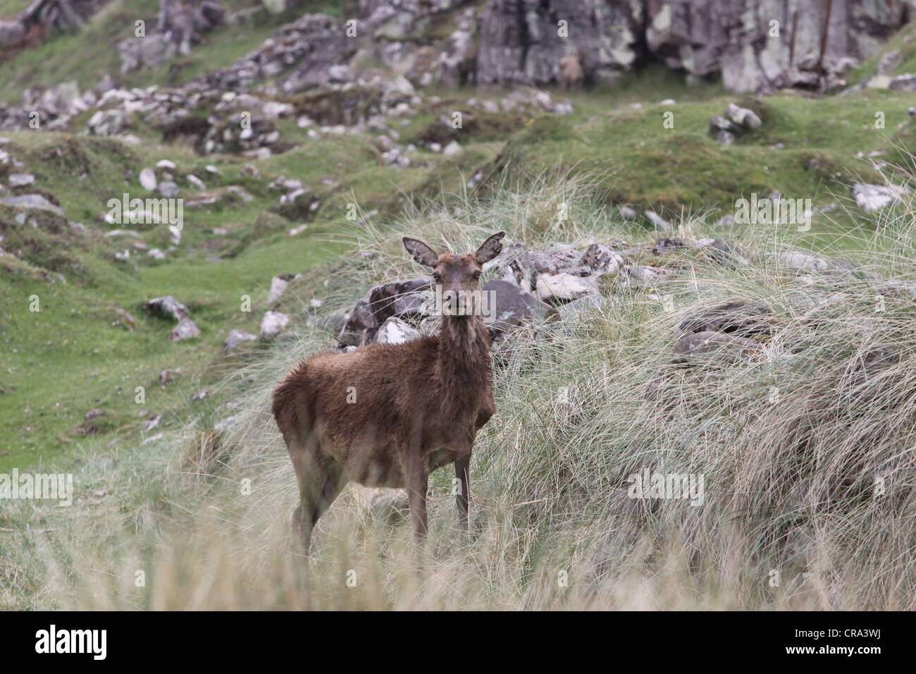 Deer Kilmory Isle of Rum Scotland  May 2012 Stock Photo