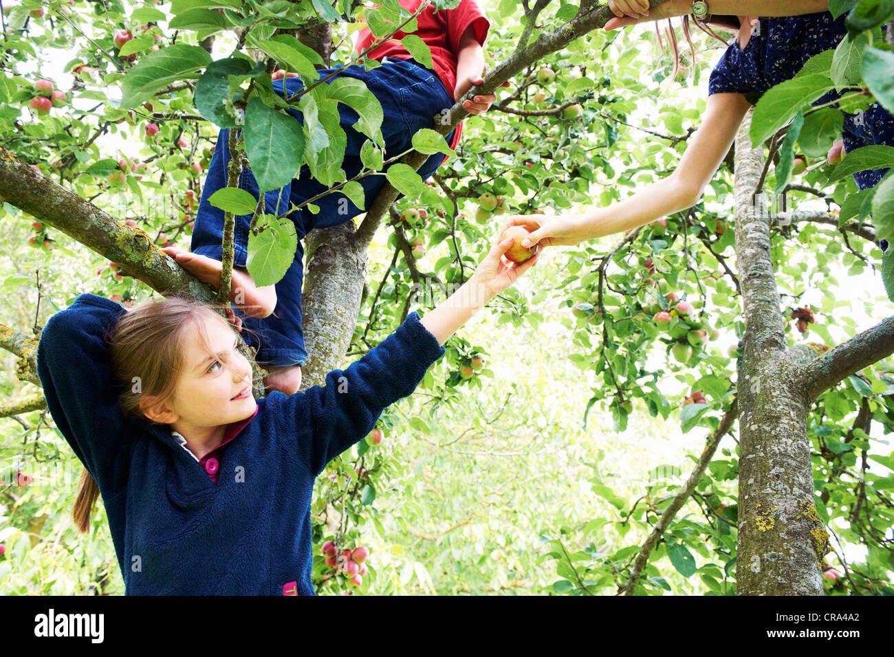 Children picking fruit in tree Stock Photo Alamy