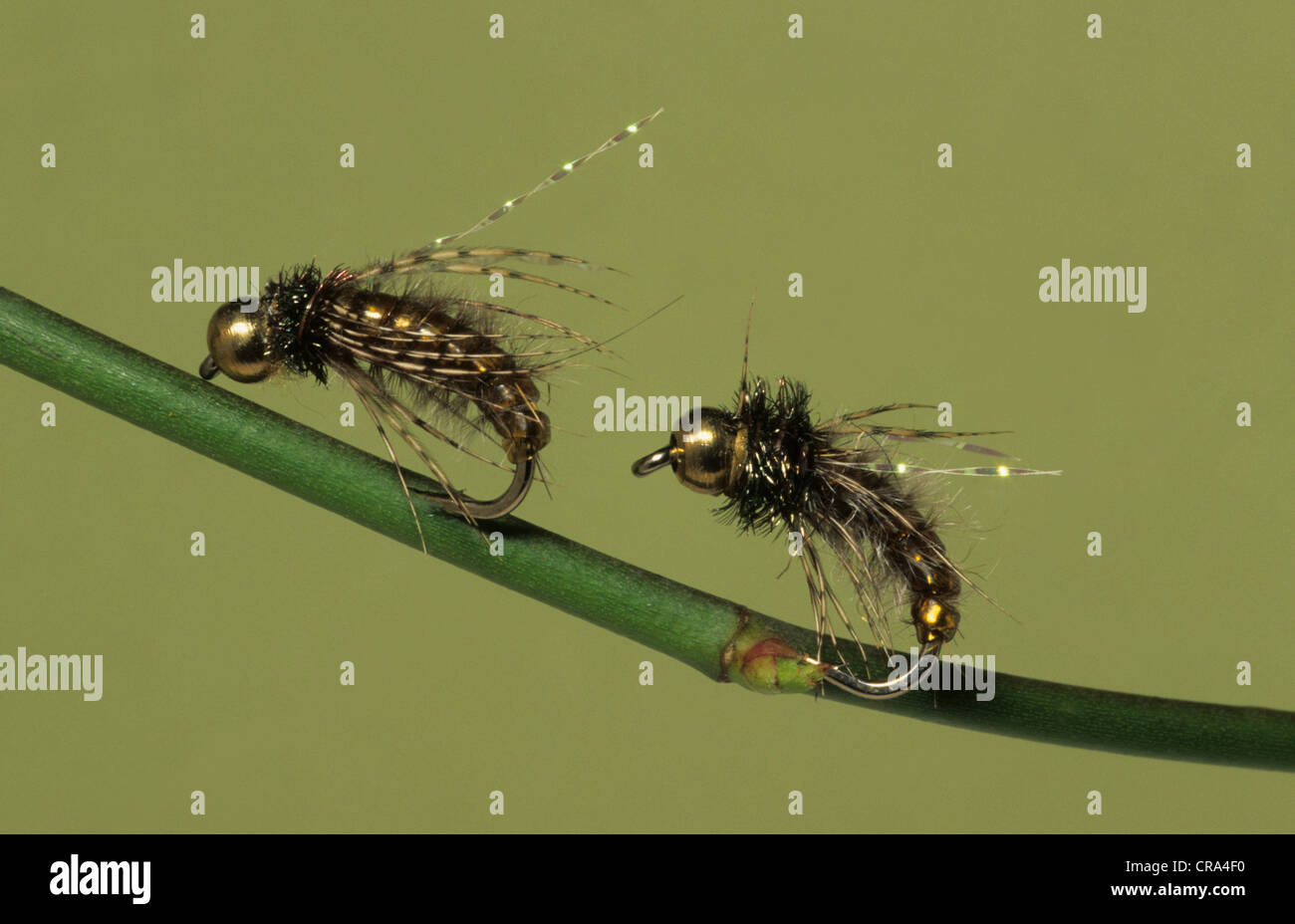 Caddis pupa hires stock photography and images Alamy