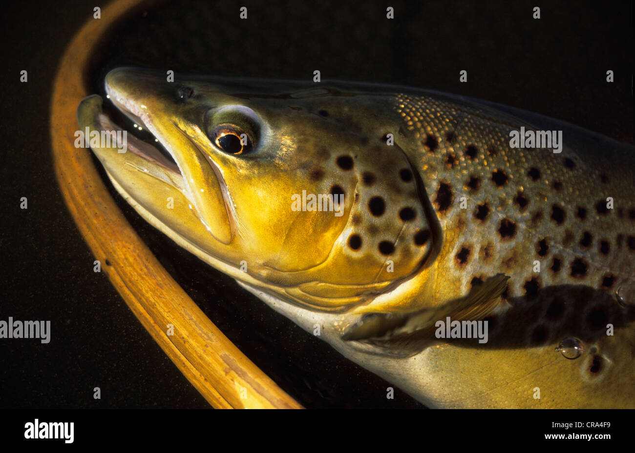Net fishing large fishes south africa hires stock photography and