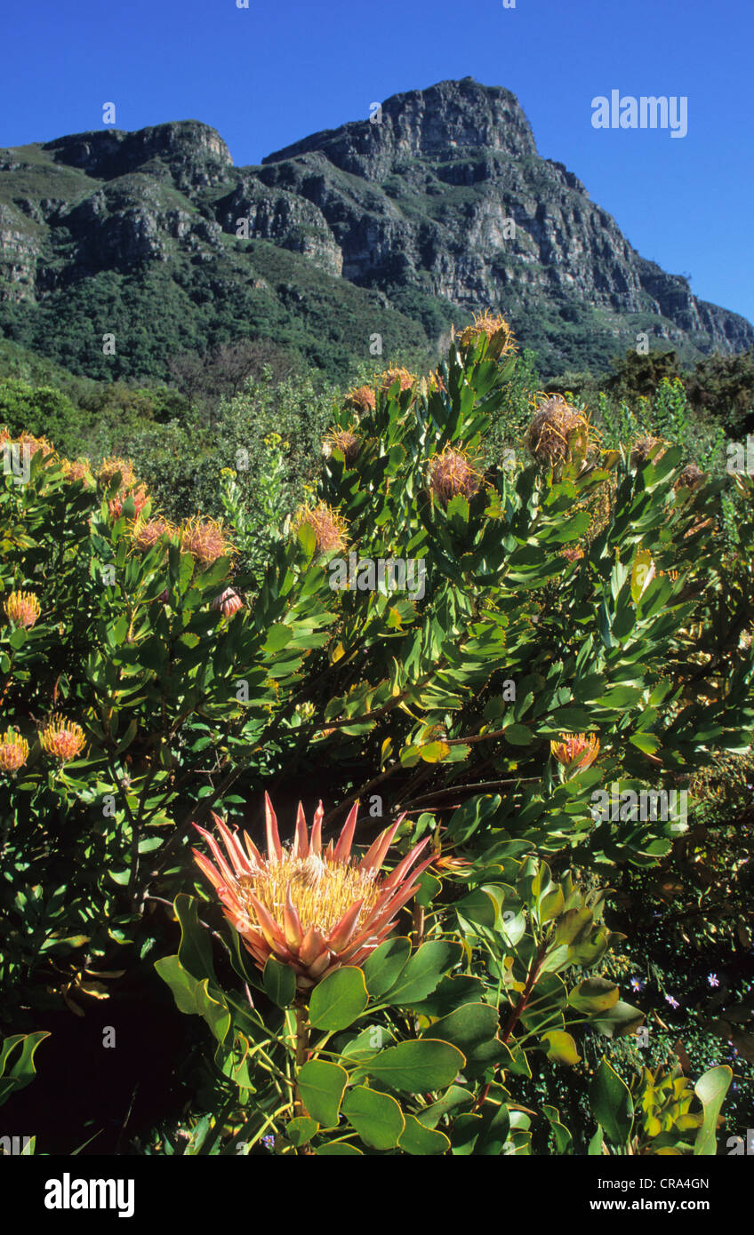 King Protea (Protea cynaroides) and Table Mountain, Kirstenbosch Botanic Gardens, Cape Town, South Africa Stock Photo