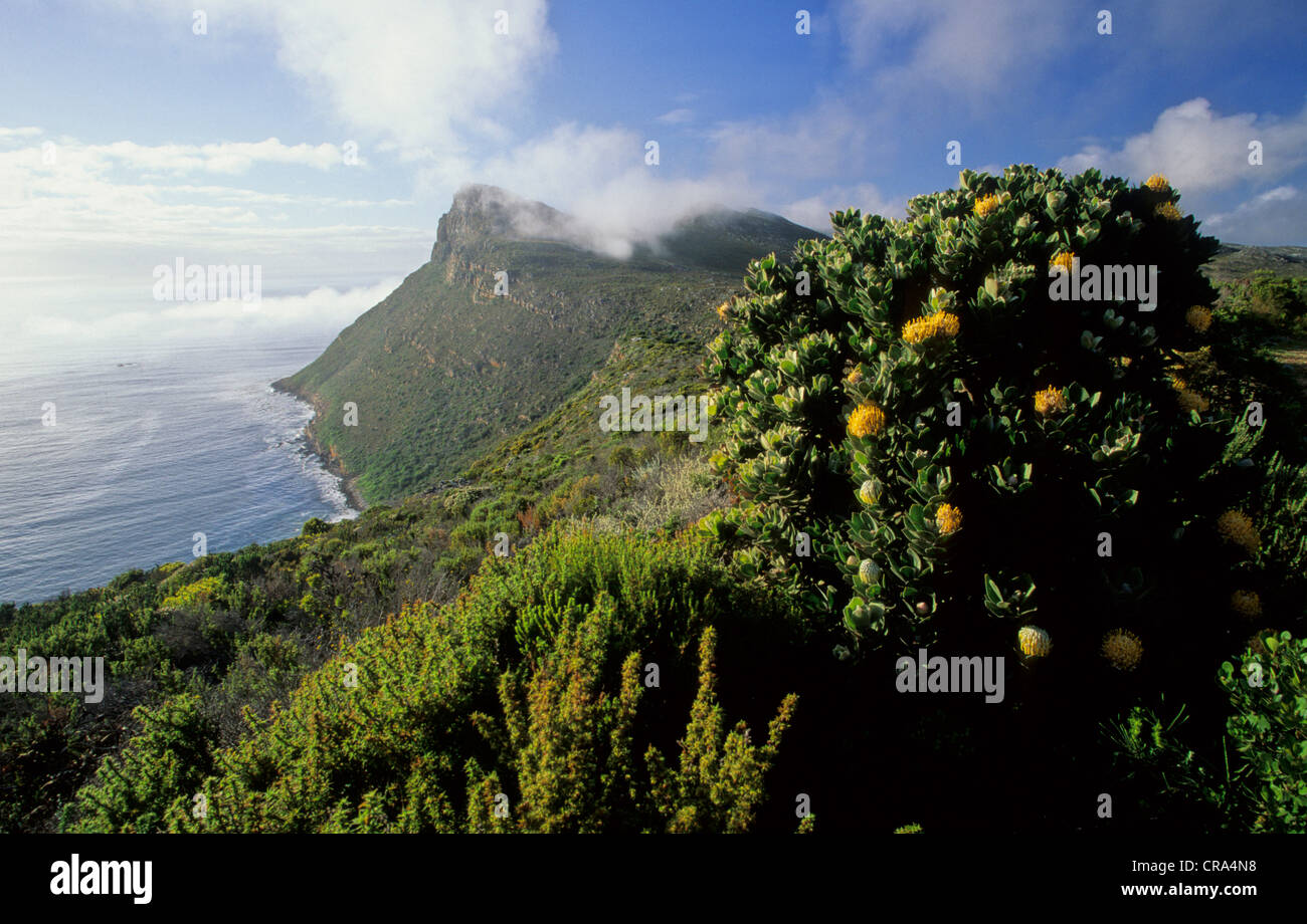 Cape Peninsula National Park, view of reserve with fynbos flora, Cape Town, Western Cape, South Africa Stock Photo