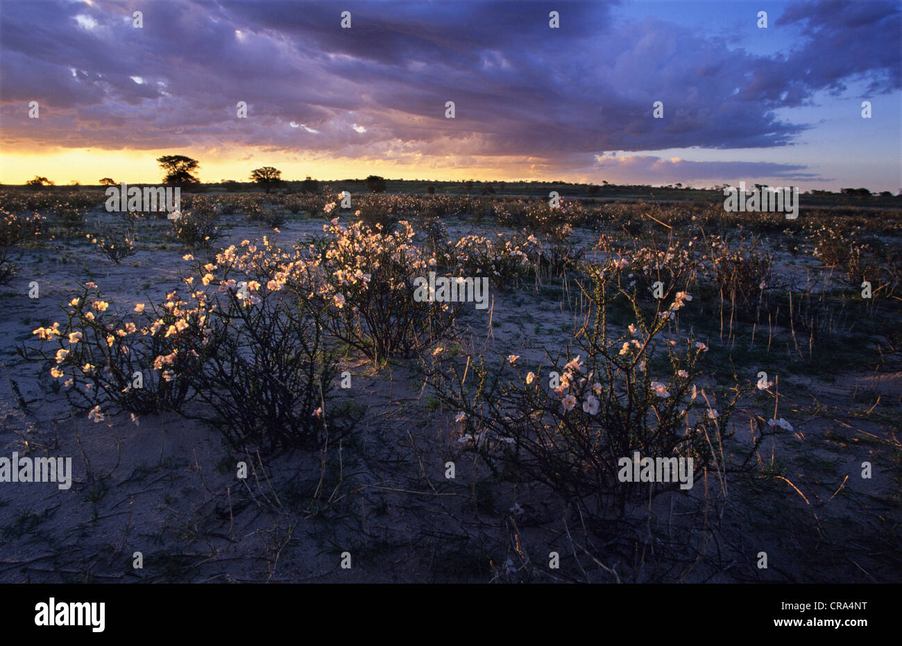 Kalahari scene, Kalahari Soapbush (Rhigozum trichotomum), in flower after rains, Kgalagadi Transfrontier National Park Stock Photo