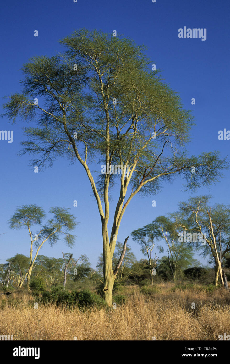 Fever Tree (Acacia xanthophloea), Punda Maria, Kruger National Park