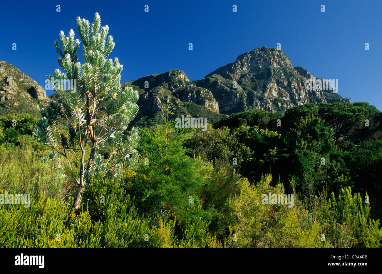 Fynbos Species Hi Res Stock Photography And Images Alamy