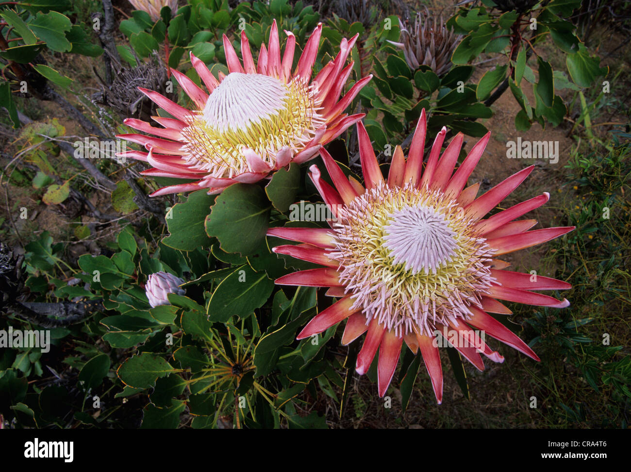 King Protea (Protea cynaroides), Fynbos flora, Helderberg Nature Reserve, Cape Town, South Africa Stock Photo