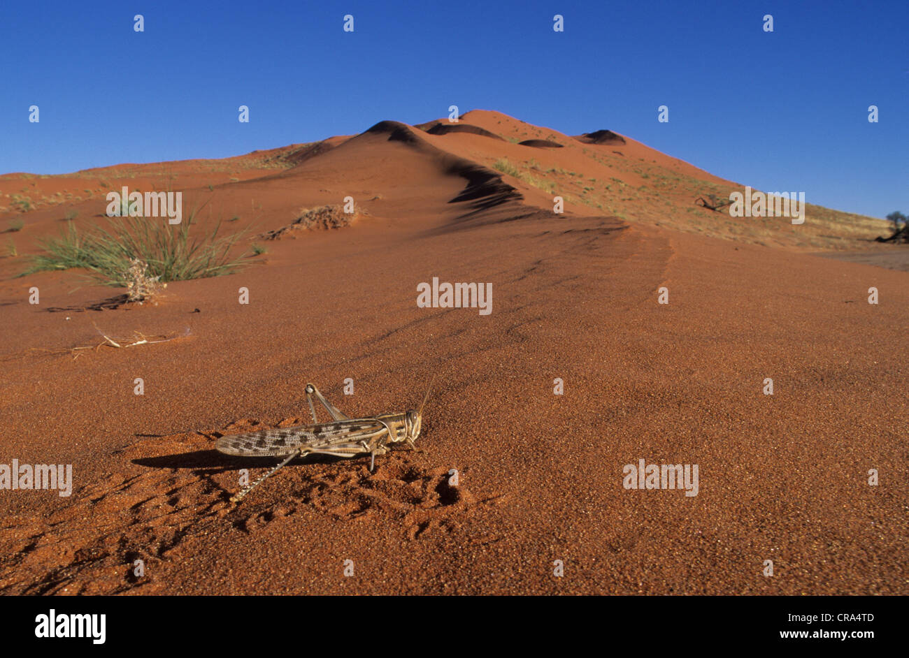 Sand dune with grasshopper, Namib-Naukluft Park, Namibia, Africa Stock Photo